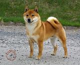 Shiba 9T075D-026